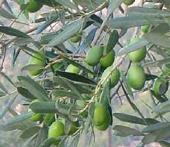 Oli de Mallorca - Îles Baléares - Produits agroalimentaires, appellations d'origine et gastronomie des Îles Baléares
